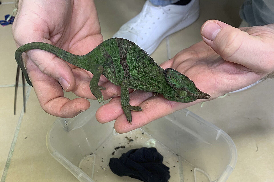 Chameleon